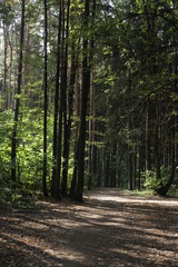 path in forest