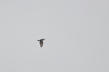 honey buzzard