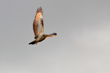 honey buzzard