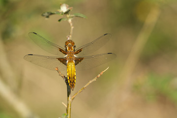 Plattbauch  (Libellula depressa)