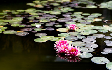 Red water lily in a nice pond
