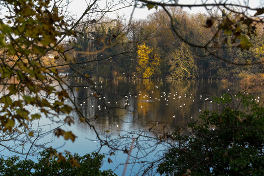 Lacs de Viry Chatillon et Grigny, Lacs revivifi&eacute;s et sites naturels prot&eacute;g&eacute;s, 91