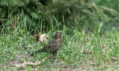 Blackbird perched on ground in the forest 