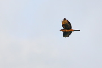 honey buzzard