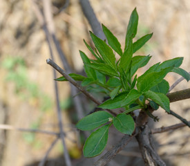 Green plant in the garden