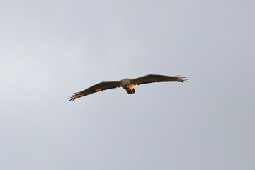 honey buzzard