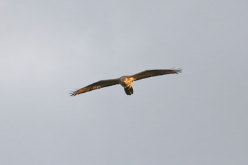 honey buzzard