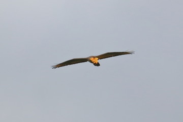 honey buzzard