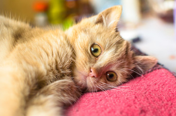 Bright photo of a little ginger kitten on a plaid at home