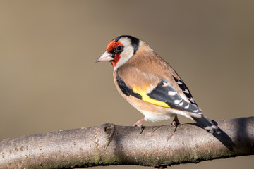 Goldfinched Perched