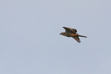 black kite