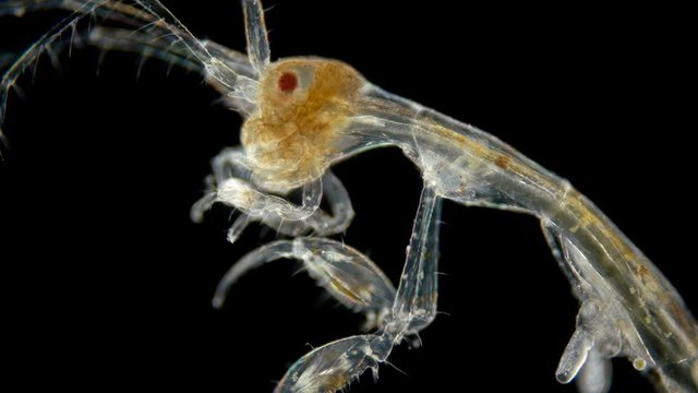 zooplankton of under a microscope. Skeleton shrimp or sea goats, Caprellidae, a family of crustaceans from the order Caprellida, lead a bottom lifestyle, omnivores, stand out with a narrow and long bo