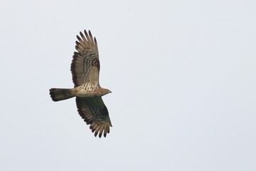 black kite