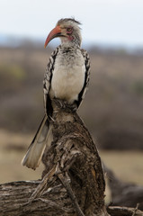 Calao à bec rouge,.Tockus erythrorhynchus, Northern Red billed Hornbill