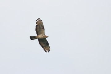 black kite