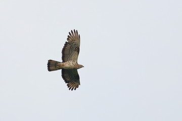 black kite