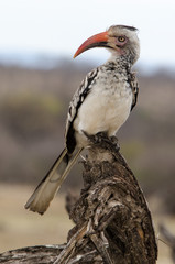 Calao à bec rouge,.Tockus erythrorhynchus, Northern Red billed Hornbill