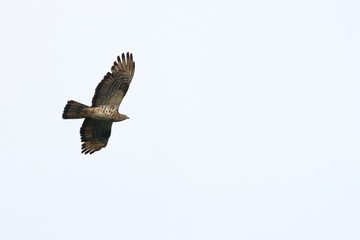 black kite