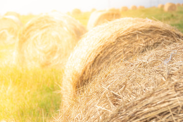 round hay roller on a sunny day. Harvesting of feed for agricultural livestock