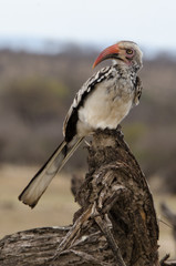 Calao à bec rouge,.Tockus erythrorhynchus, Northern Red billed Hornbill