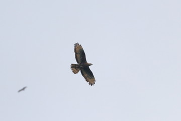 honey buzzard