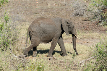 Fototapeta premium Eléphant d'Afrique, jeune, Loxodonta africana, Parc national Kruger, Afrique du Sud