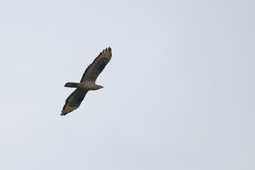 honey buzzard