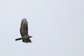 honey buzzard