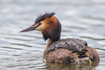 Great Crested Grebe Swimming