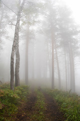 early morning in summer forest, dirt road in mystical fog, haze in branches of trees