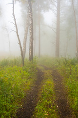 Obraz premium thick misterious fog in forest, mystical dirt road in haze, smoke from fire forest