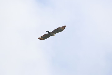 crested honey buzzard