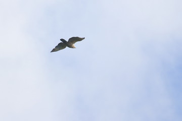 crested honey buzzard