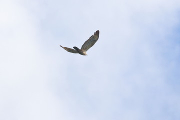 crested honey buzzard