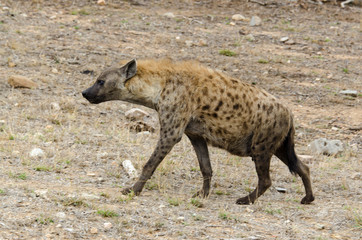 Hyène tachetée, jeune, Crocuta crocuta, Afrique du Sud