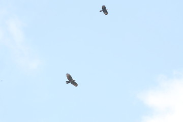 crested honey buzzard