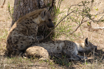Hyène tachetée, jeune, Crocuta crocuta, Afrique du Sud