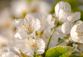 Fototapeta premium Kirschblüte