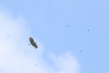 crested honey buzzard