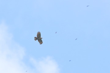 crested honey buzzard