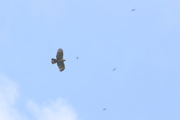 crested honey buzzard