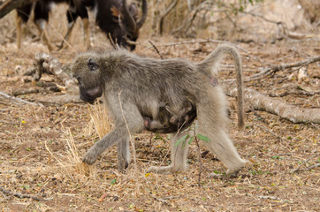 Babouin chacma, Papio ursinus , chacma baboon, Parc national Kruger, Afrique du Sud