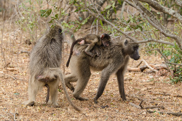 Babouin chacma, Papio ursinus , chacma baboon, Parc national Kruger, Afrique du Sud
