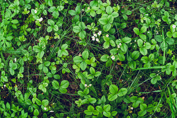 dense thickets of bushes, green leaves of plants and grass as background