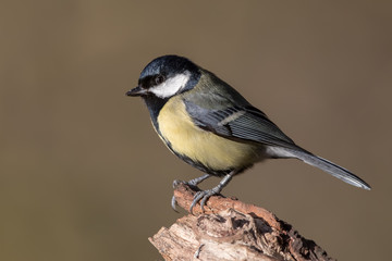 Fototapeta premium Great Tit Perched