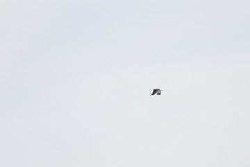 marsh harrier