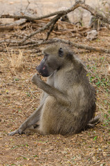 Babouin chacma, Papio ursinus , chacma baboon, Parc national Kruger, Afrique du Sud