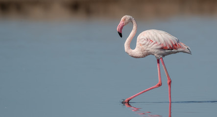 Greater Flamingo Wading in Water