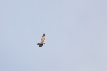 marsh harrier