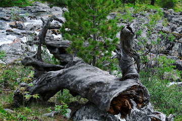 powerful thick roots and branches of cedar, dry curve of tree trunk without bark
